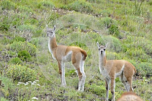 Couple of Young Guanacos