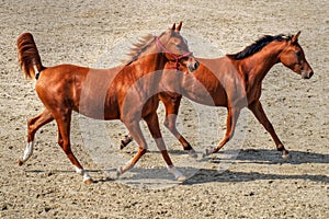 Couple of young horses running