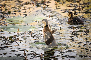 Couple young mallard ducklings swimming in lake.