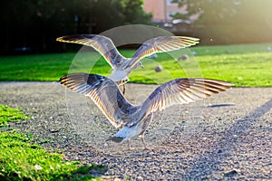 Couple of young seagulls landing on a path in a park