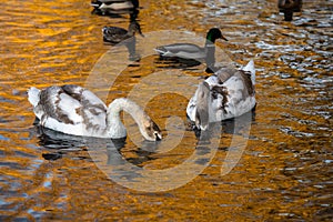 Couple of young swans on autumn lake gold reflection nature birds