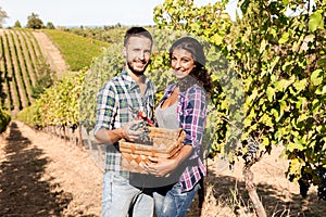 couple of young winemakers picking bunches of grapes in the vineyard