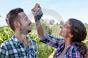 couple of young winemakers picking bunches of grapes in the vineyard