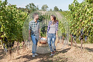 couple of young winemakers picking bunches of grapes in the vineyard