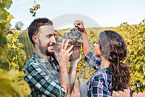 couple of young winemakers picking bunches of grapes in the vineyard