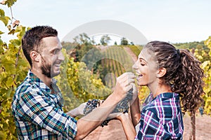 couple of young winemakers picking bunches of grapes in the vineyard