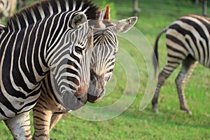 Couple Zebra