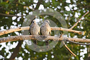 Couple zebra doves on branch in morning light