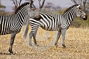 Couple of zebras photo