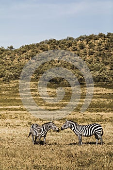 Couple of zebras in savanna on safari in Kenya