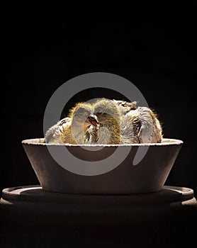 Couples of babies homing pigeon in breeding bowl