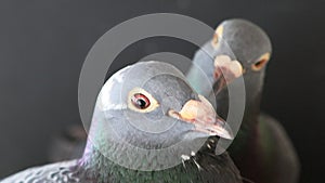 Couples of breeding pigeon in home loft