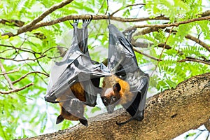 Couples Flying foxes