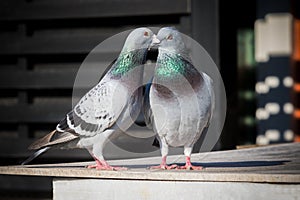 Couples of homing pigeon breeding behavior