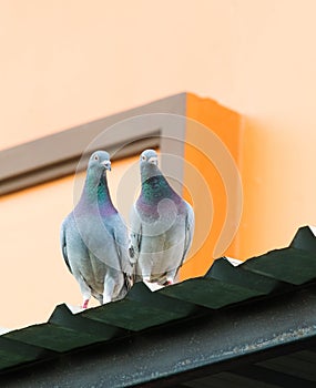 Couples of homing pigeon standing on home roof