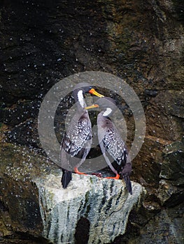 Couples of Lille cormorant in a cliff, Humboldt Penguin National
