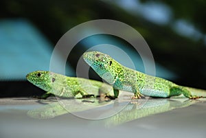 Couples of lizards against blurred background photo