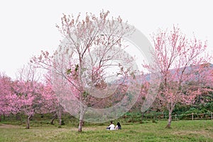 Couples in the pink flower field of Phu Lom Lo