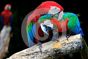 Couples of red scarlet macaws birds perching on tree branch