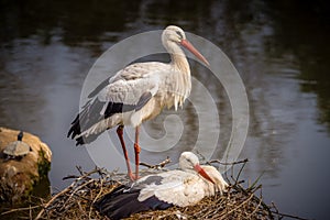 Couples of storks