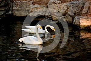 Couples swan