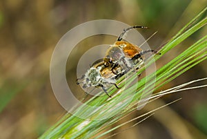 Coupling act in beetle family