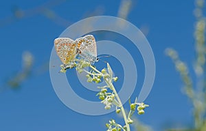 Coupling act in family of Common Blue butterfly