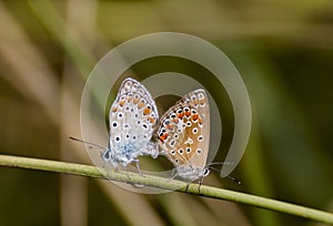 Coupling butterflies photo