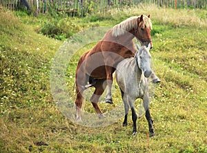 Coupling horses. photo