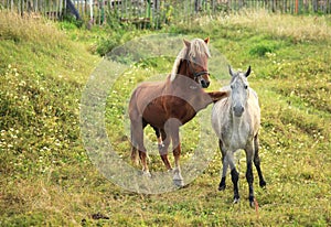 Coupling horses. photo