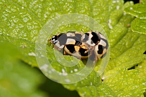 Coupling ladybugs