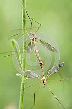 Coupling mosquitos photo