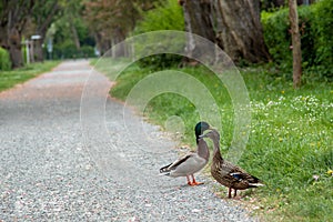 couply of mallard ducks walking down a path in a park