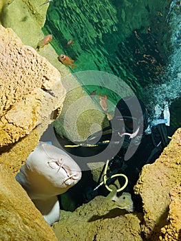 Courageous diver and Nurse shark