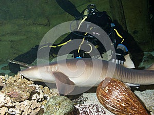 Courageous diver and Nurse shark