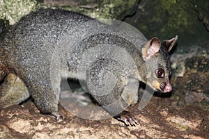 Courageous possum in the hole