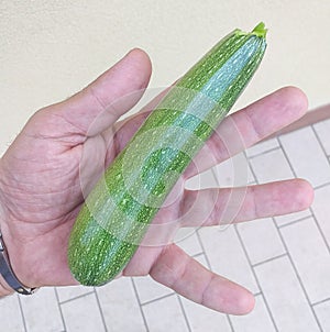 Courgette or courgette is a species of the Cucurbitaceae family whose fruits are used immature. It is an annual plant with a flexi photo