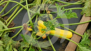 Courgette field organic zucchini summer squash baby marrow hotbed Cucurbita pepo, bloom blossom yellow golden flower