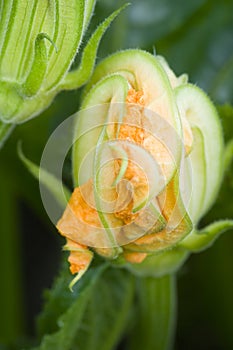 Courgette flower II