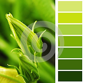 Courgette green color chart