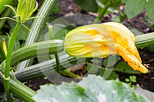 Courgette in Growth