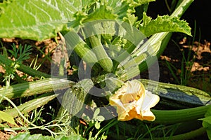 Courgette plant