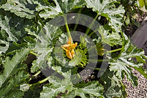 Courgette Plant