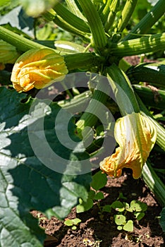 Courgette plant with flowers and vegetables, grown in a field of organic farming