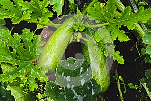 Courgette plant with green fruits growing in the garden