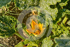 Courgette plant with orange flowers