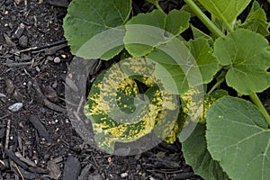 Courgette plant in the vegetable kitchen garden -  prolific plants produce many delicious veggies