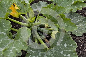 Courgette plant in the vegetable kitchen garden -  prolific plants produce many delicious veggies