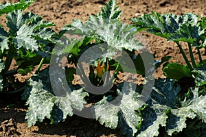 Courgette plants photo