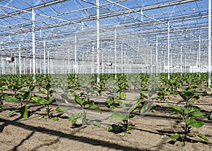 Courgette seedlings growing inside greenhouse